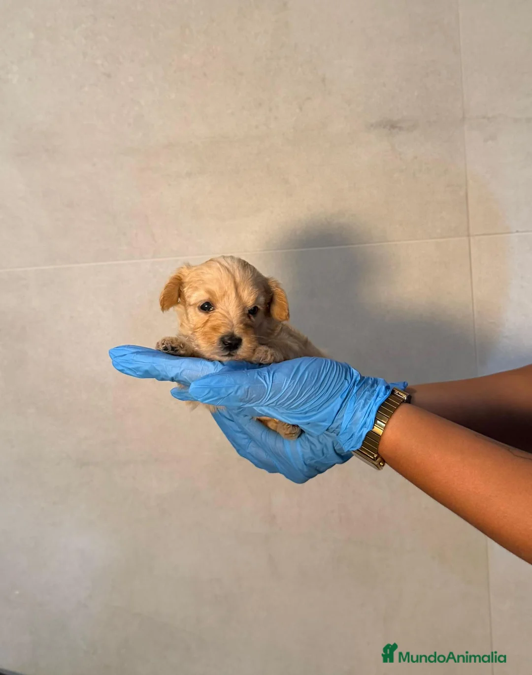 Maltipoo perros en venta: MALTIPOO - NUEVA CAMADA 💖 - Anuncio 2