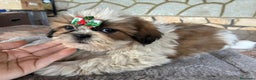 Shih Tzu perros en venta: Machitos de shihtzu - Anuncio 4