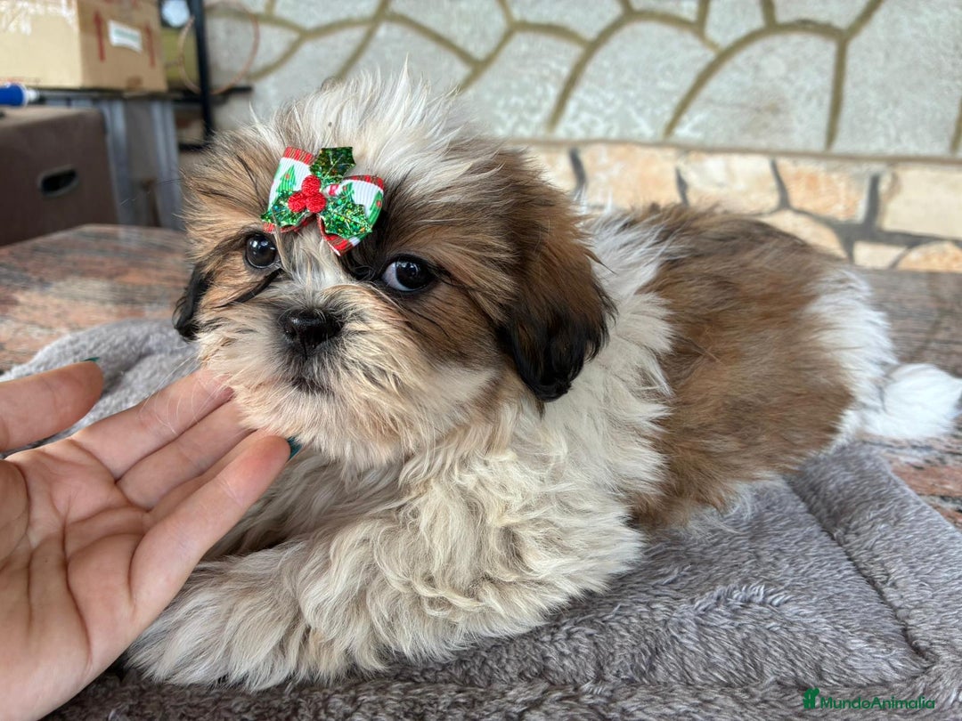 Shih Tzu perros en venta: Machitos de shihtzu - Anuncio 4
