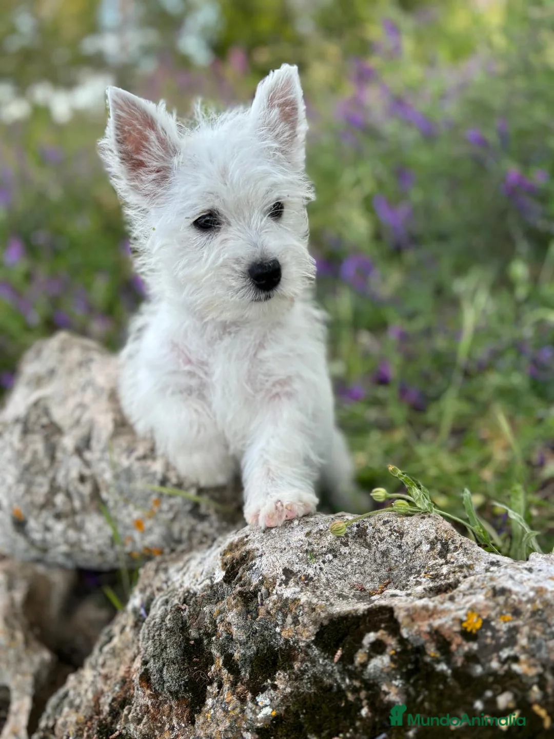 West Highland White Terrier perros en venta: Westys maravillosa raza !!!! - Anuncio 5