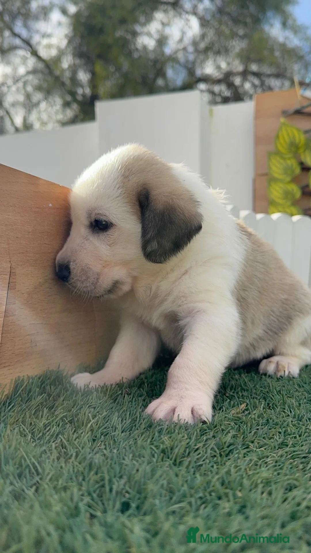 Mastín Español perros en venta: MASTIN ESPAÑOL - Anuncio 12