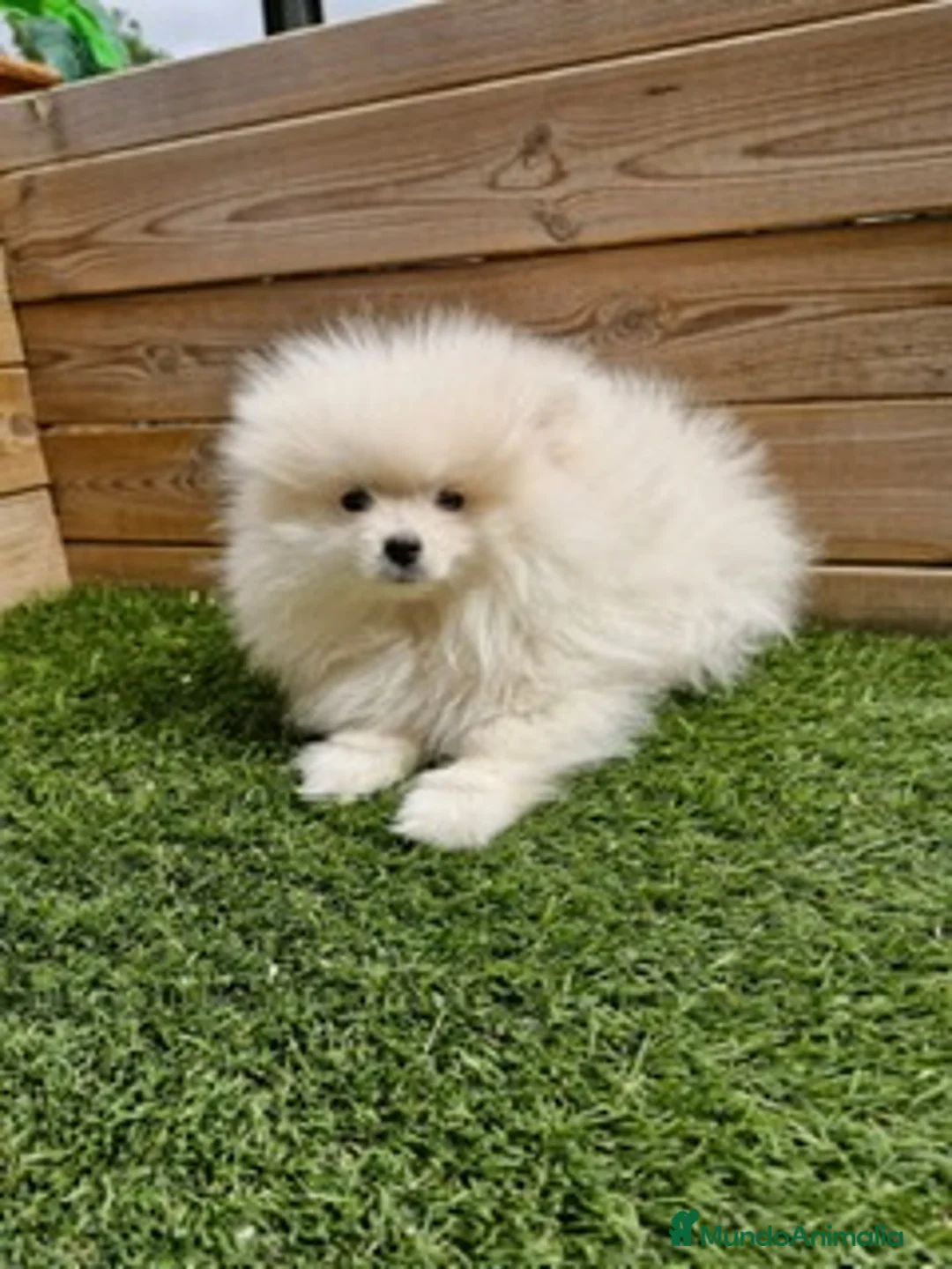 Pomerania perros en venta: POMERANIA - Anuncio 2