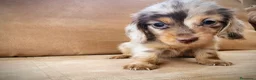 Teckel perros en venta: Teckel kanichen pelo largo precio real - Anuncio 9