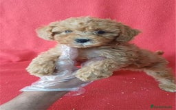 Caniche Enano perros en venta: Caniche Enano  - Imagen 1