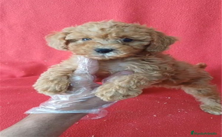Caniche Enano perros - Anuncio 3