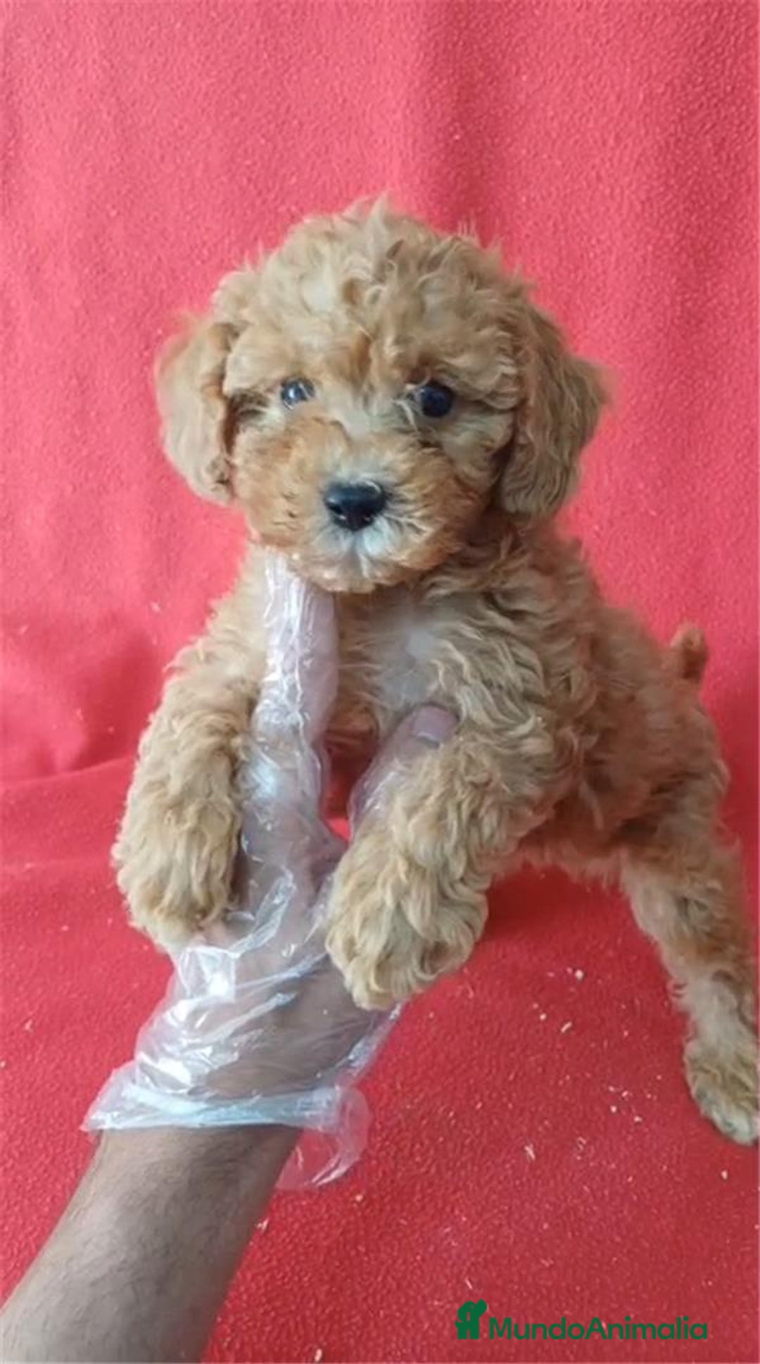Caniche Enano perros en venta: Caniche Enano  - Imagen 1