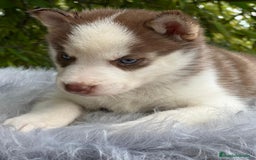 Husky Siberiano perros en venta: Husky siberiano  - Imagen 9