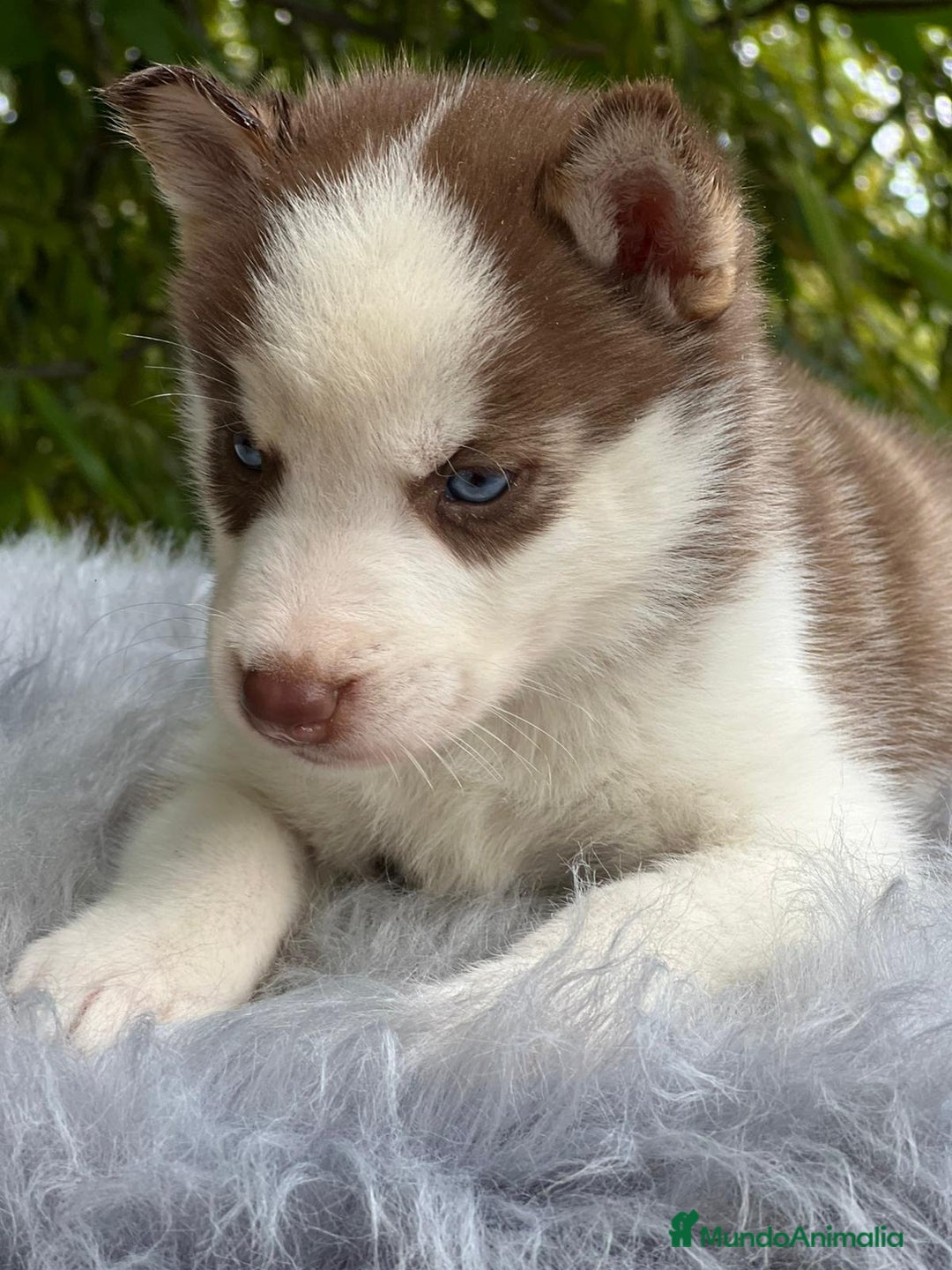 Husky Siberiano perros en venta: Husky siberiano  - Imagen 9
