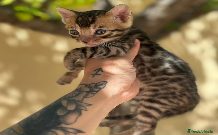 Bengalí gatos - Anuncio 11