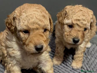 Caniche Toy perros en Barcelona - Anuncio 23
