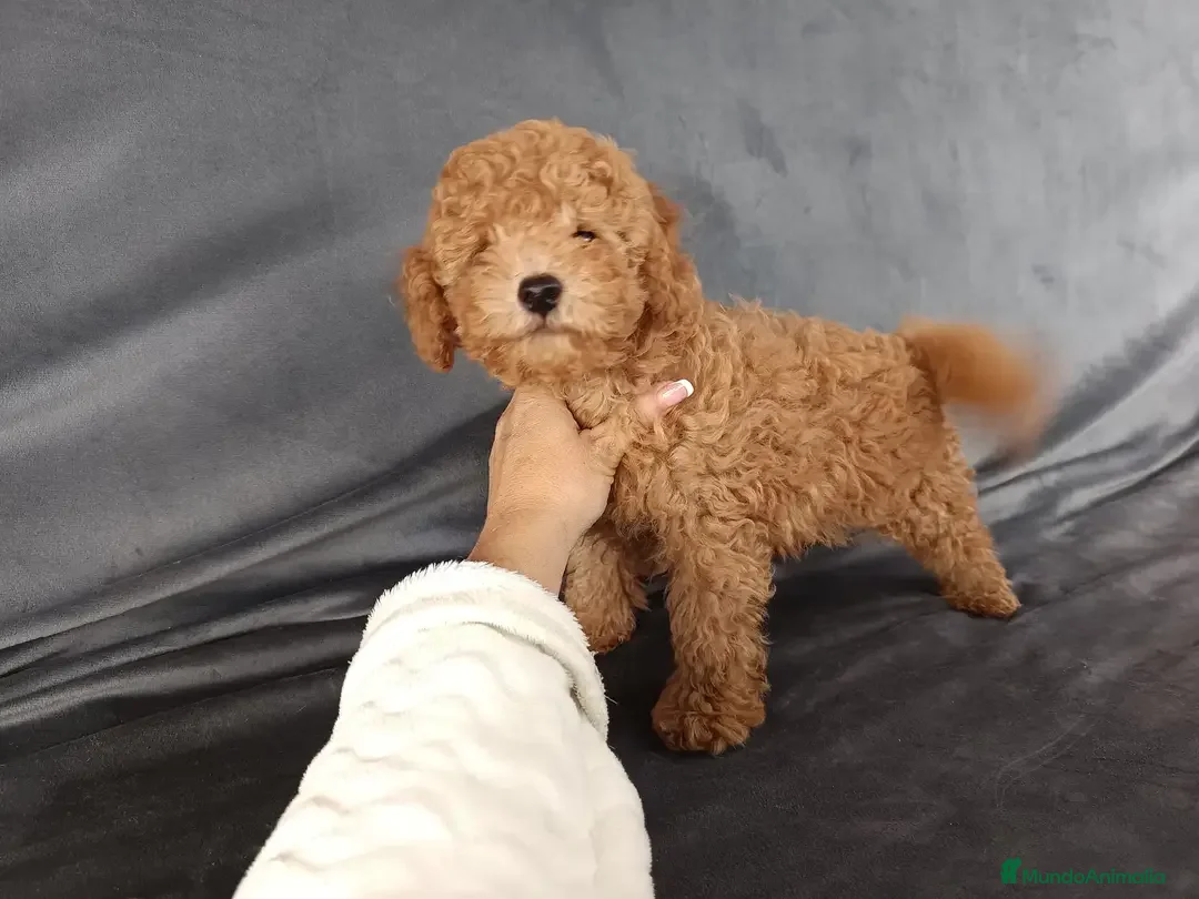 Caniche Toy perros en venta: Caniche toy rojo en Badajoz - Anuncio 3