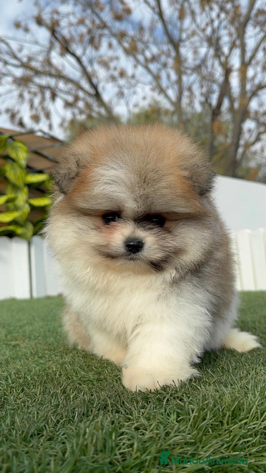 Pomerania perros en venta: POMERANIA HEMBRA - Anuncio 18