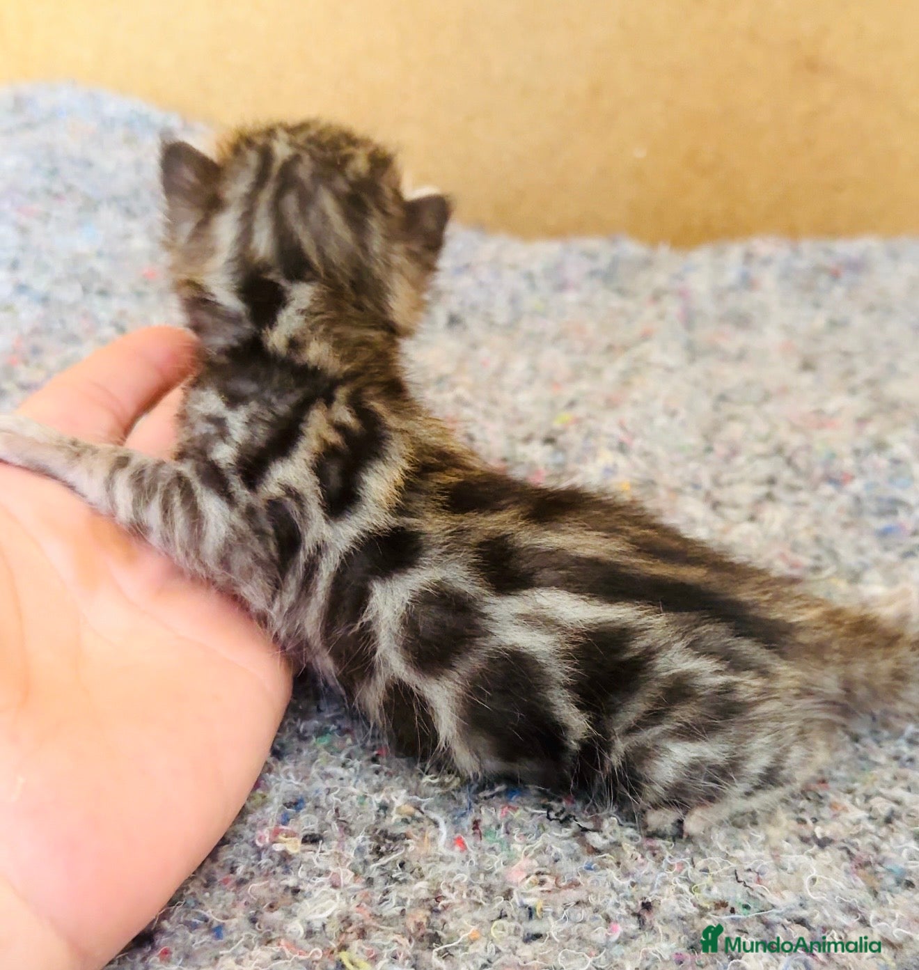 Bengalí gatos Bengali, Brown - Anuncio 2