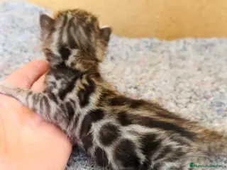 Bengalí gatos Bengali, Brown - Anuncio 1