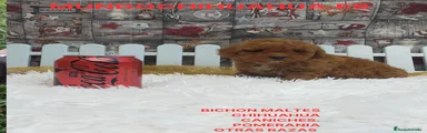 Caniche Toy Cachorro 7