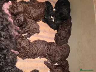 Perro de Agua Español perros Pteciosos Perros de agia - Anuncio 1