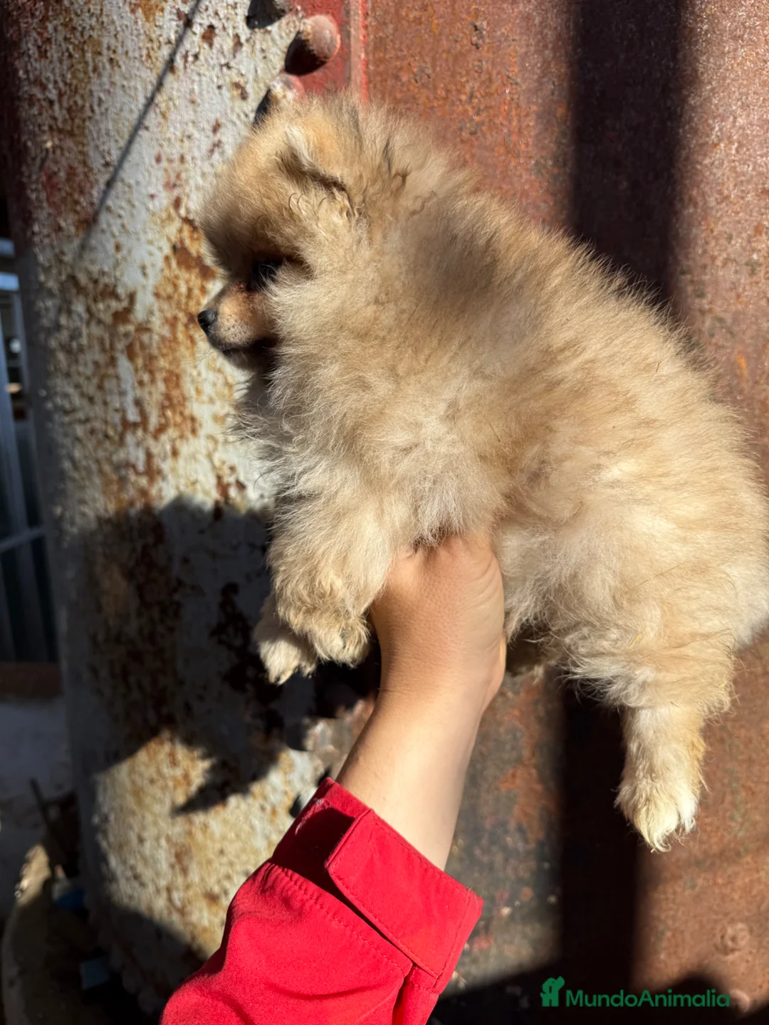Pomerania perros en venta: Pomerania toy - Anuncio 2