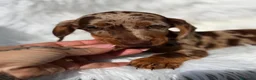 Teckel Miniatura perros en venta: Hembra teckel arlequin chocolate - Anuncio 2