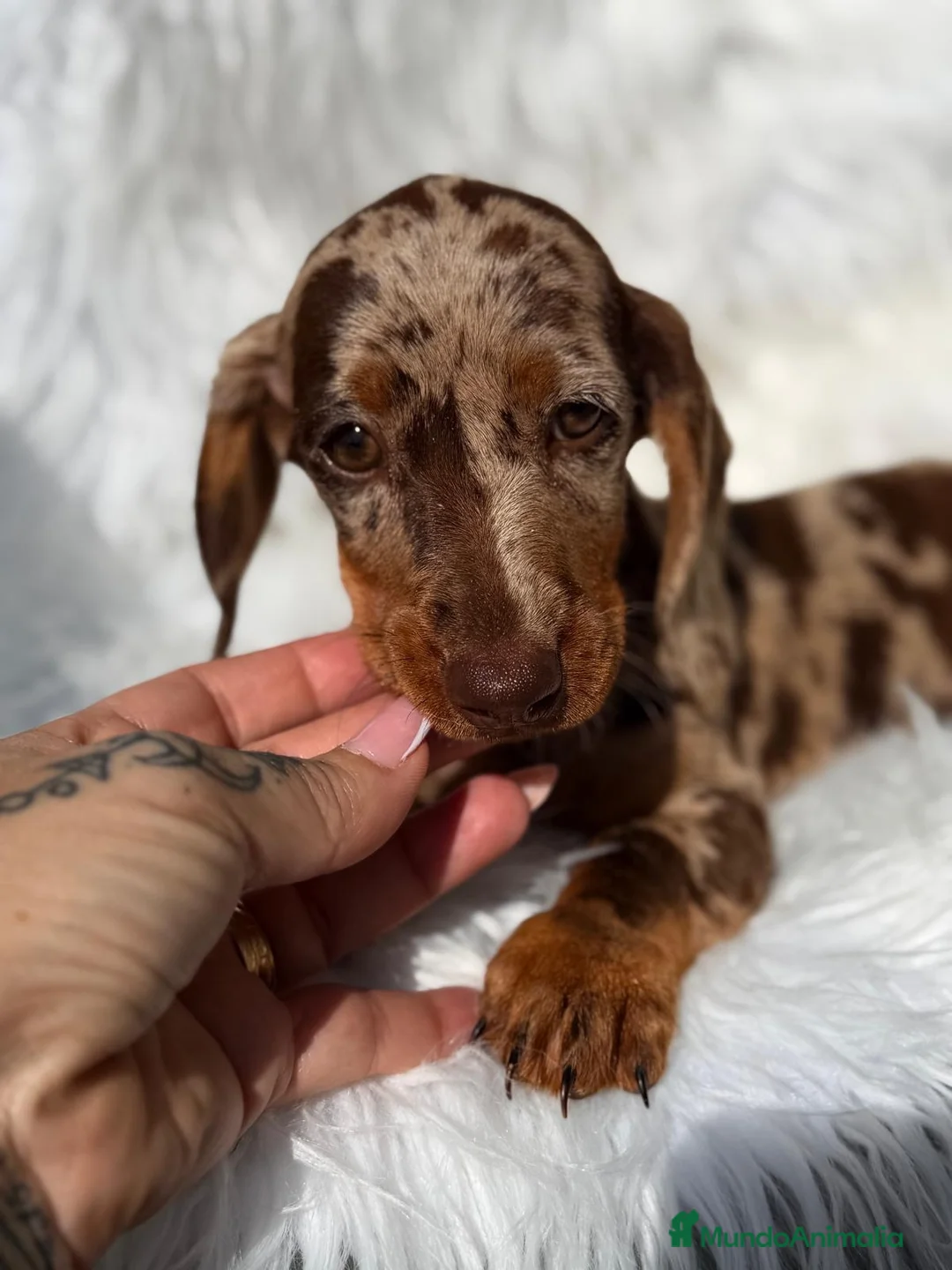 Teckel Miniatura perros en venta: Hembra teckel arlequin chocolate - Anuncio 2