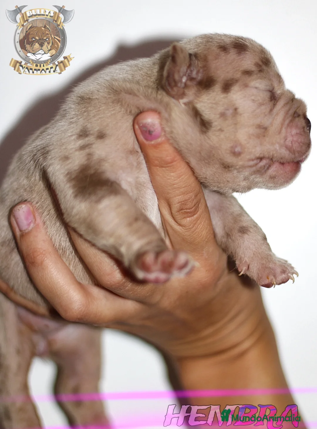 American Bully perros en venta: AMERICAN BULLY CRIADOR VERIFICADO Y PROFESIONAL en Sevilla - Anuncio 2