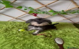 Schnauzer Miniatura perros en venta: SCHNAUZER MINIATURA  - Imagen 1