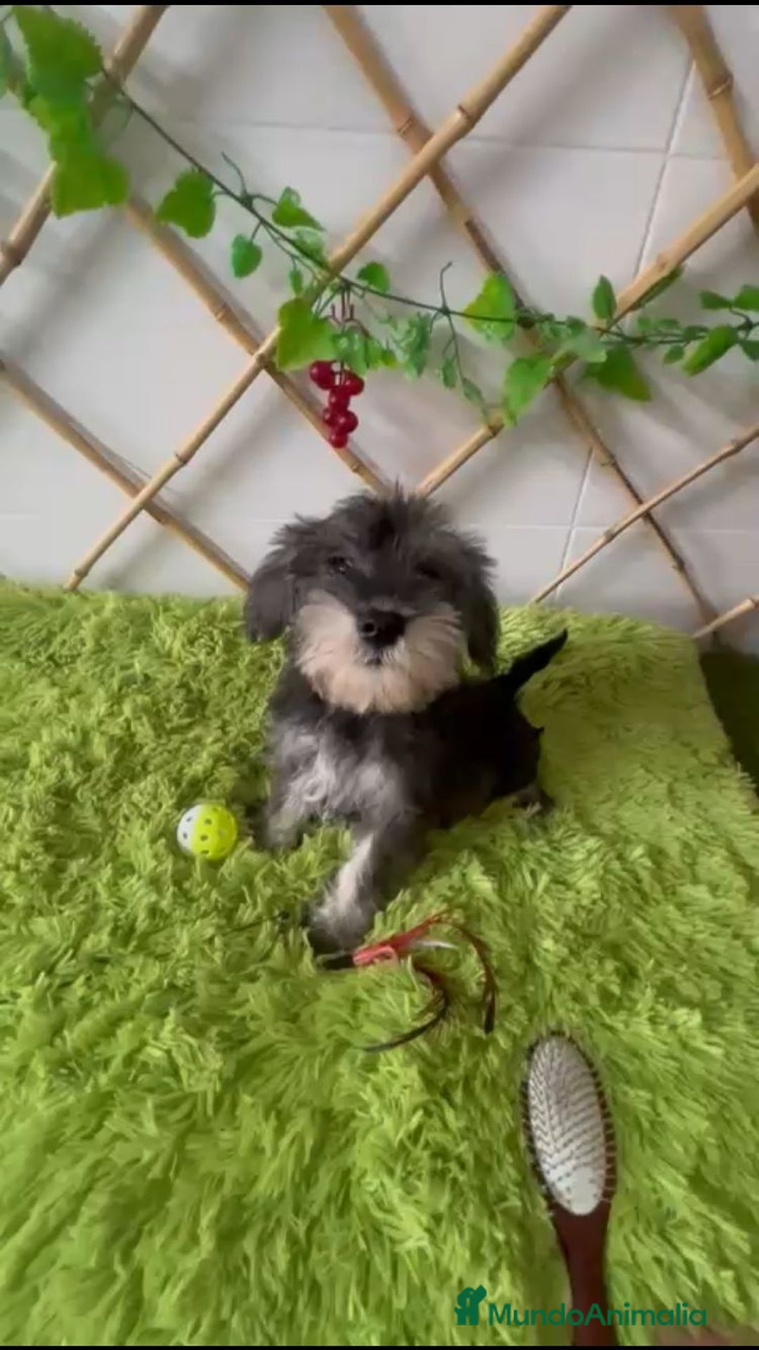Schnauzer Miniatura perros en venta: SCHNAUZER MINIATURA  - Imagen 1