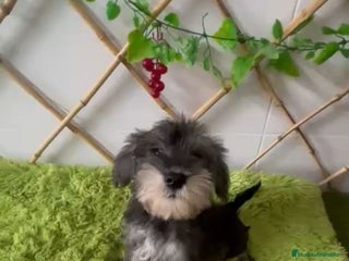 Schnauzer Miniatura perros - Anuncio 6