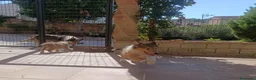Collie de Pelo Largo perros en venta: Rough collie  - Anuncio 2