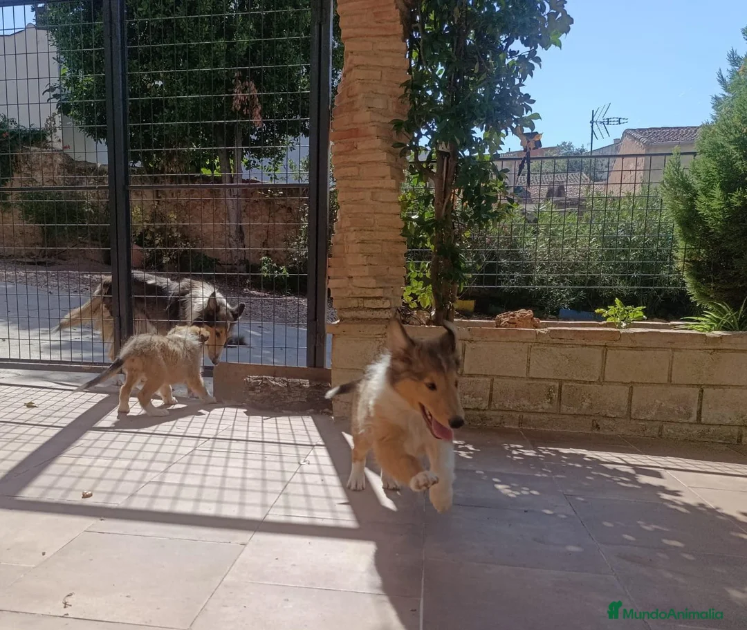 Collie de Pelo Largo perros en venta: Rough collie  - Anuncio 2