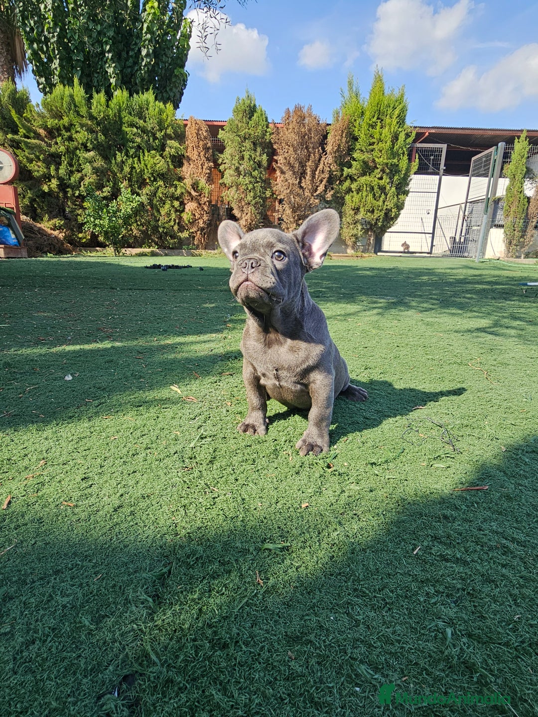 Bulldog Francés perros en venta: Bulldog francés blue  - Imagen 3