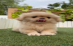 Pekinés perros en venta: PEKINES IMPERIAL - Imagen 15