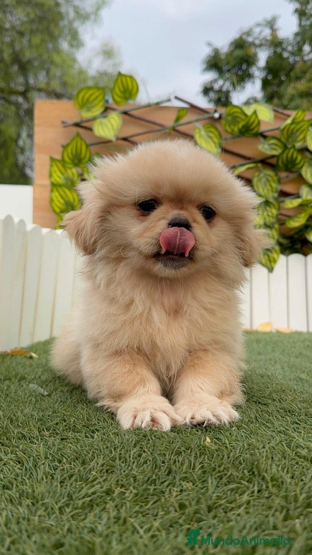 Pekinés perros en venta: PEKINES IMPERIAL - Imagen 15