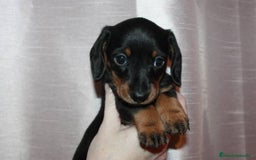 Teckel Miniatura perros en venta: TECKEL MALAGA  - Imagen 4