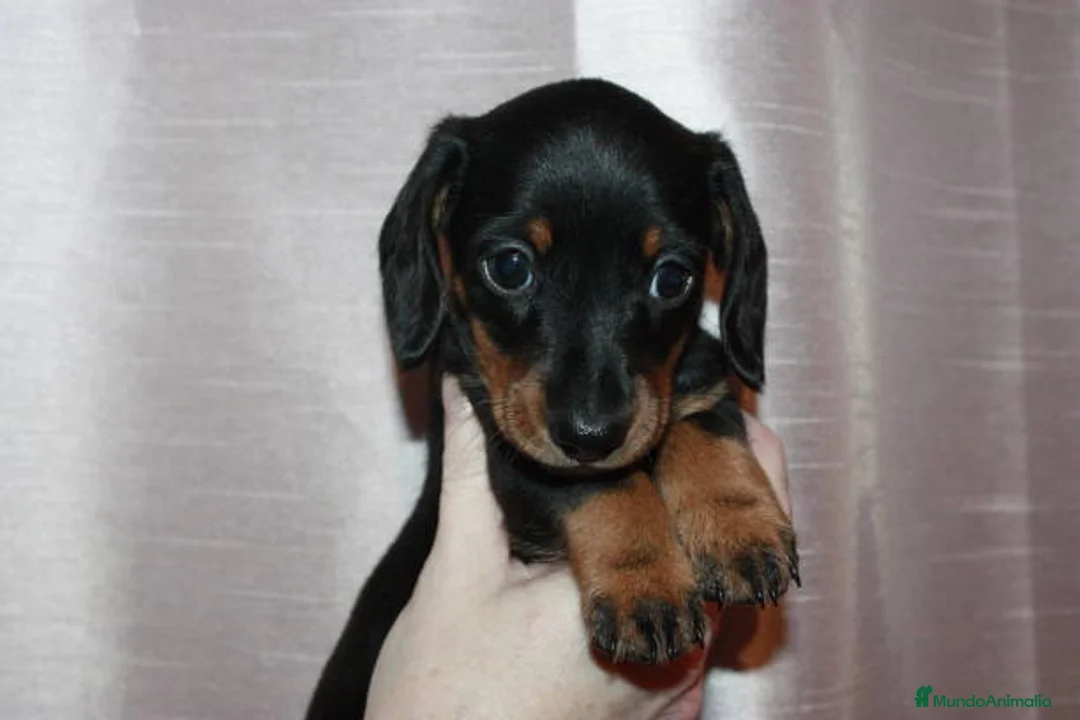 Teckel Miniatura perros en venta: TECKEL MALAGA  - Anuncio 4