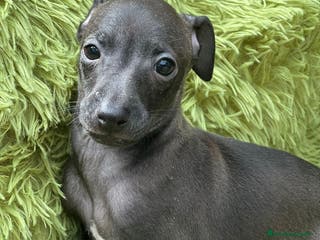 Pequeño Lebrel Italiano perros PEQUEÑO LEBREL ITALIANO - Anuncio 36