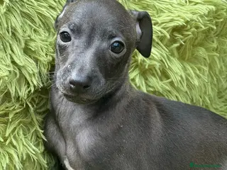 Pequeño Lebrel Italiano perros PEQUEÑO LEBREL ITALIANO - Anuncio 3