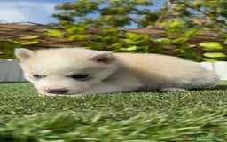 Husky Siberiano perros en venta: HUSKY - Imagen 15