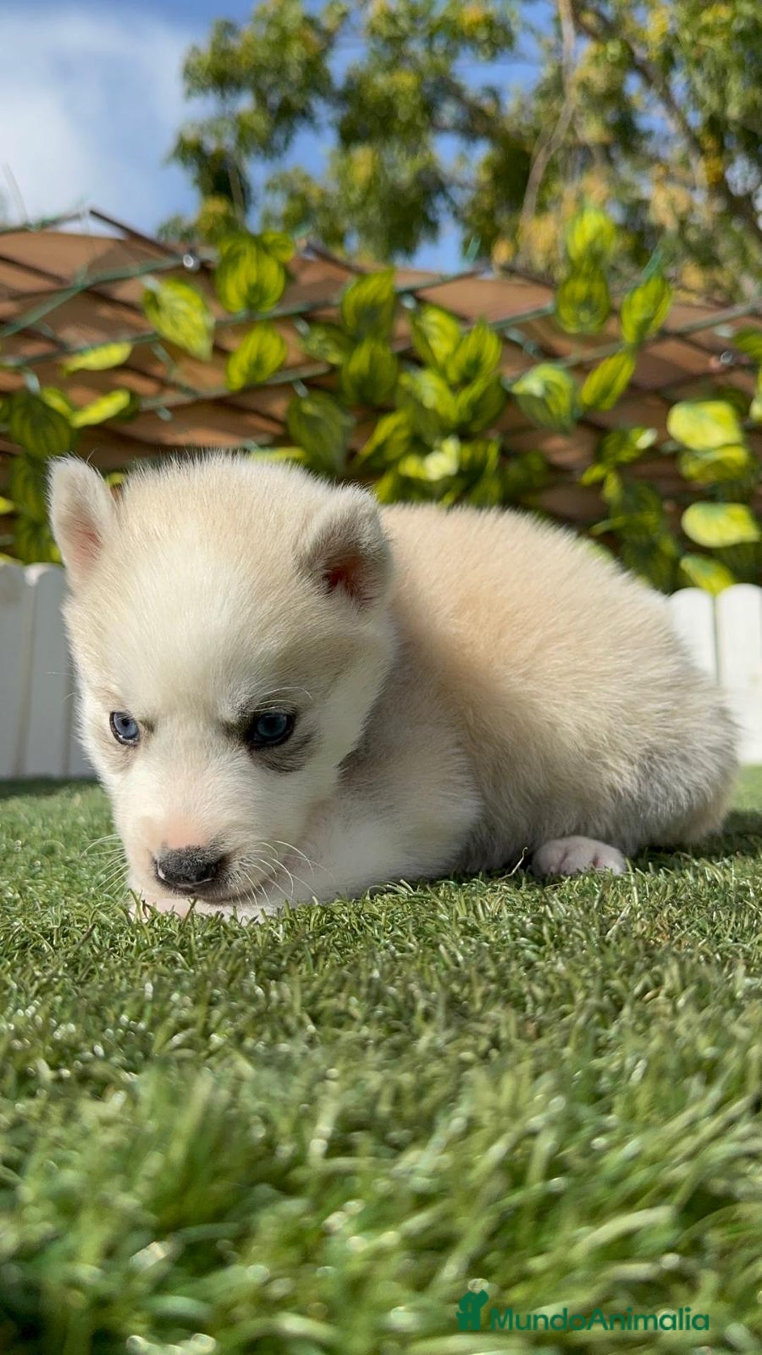 Husky Siberiano perros en venta: HUSKY - Imagen 15