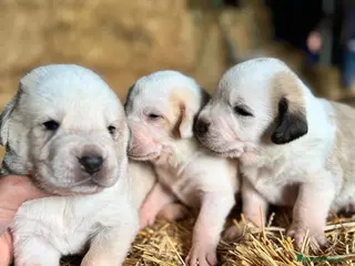 Mastín Español perros MASTIN ESPAÑOL - Anuncio 1