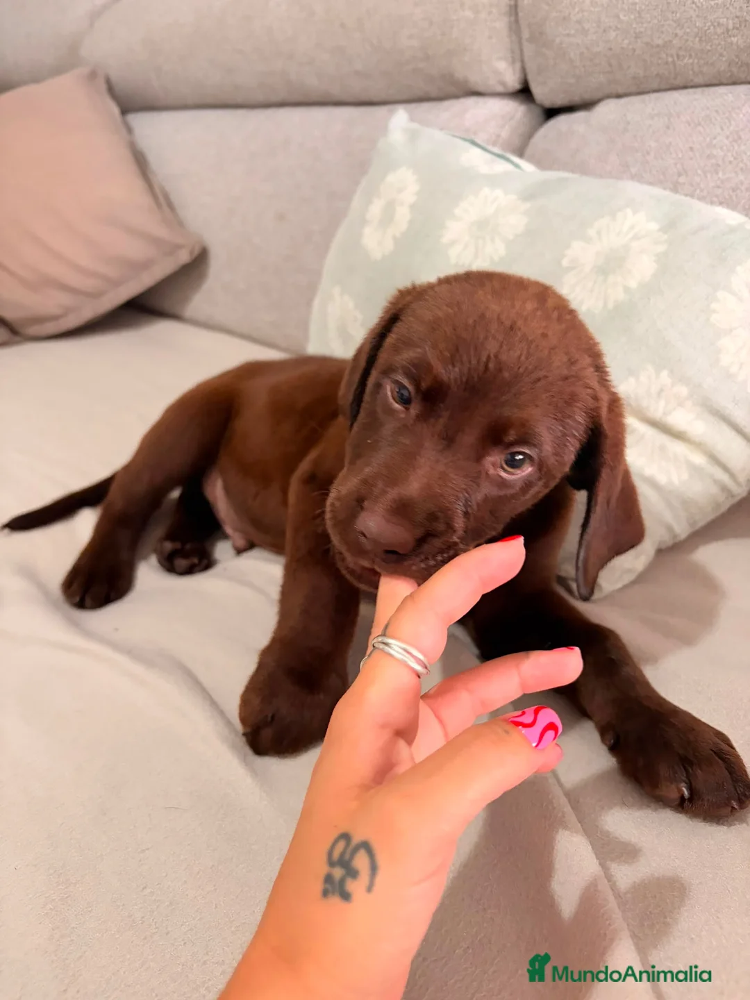 Labrador Retriever perros en venta: Cachorros de Labrador  - Anuncio 2
