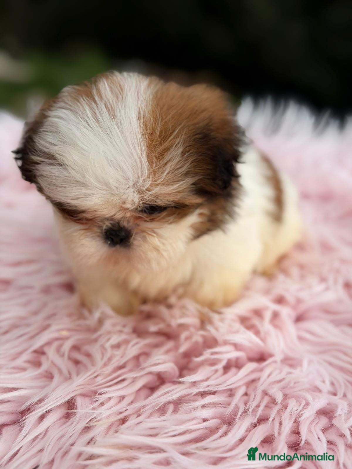 Shih Tzu perros SHIH TZU HEMBRA DISPONIBLE - Anuncio 4