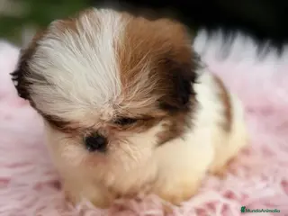 Shih Tzu perros SHIH TZU HEMBRA DISPONIBLE - Anuncio 4