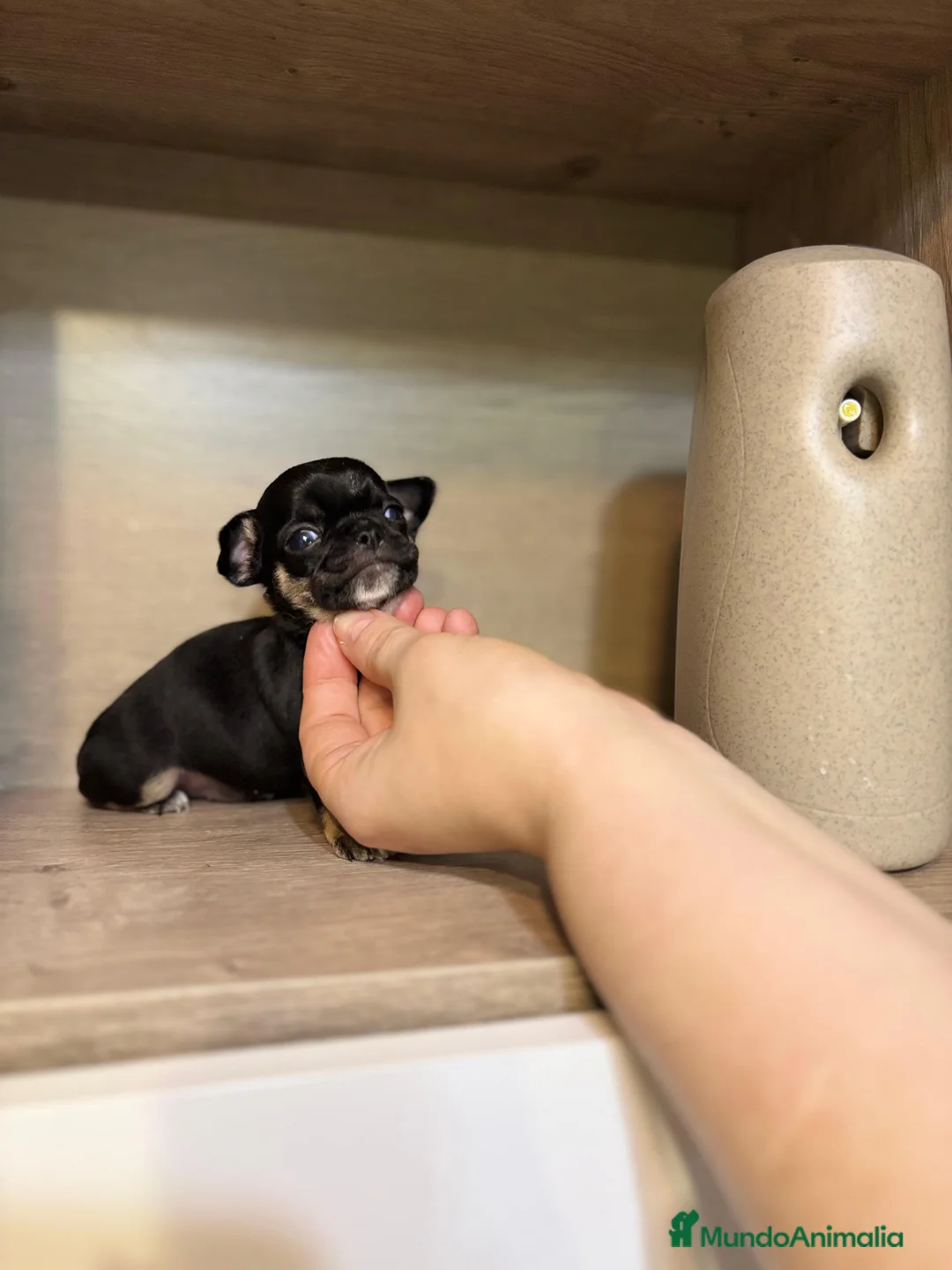 Chihuahua perros en venta: Chihuahua línea rusa  - Anuncio 4