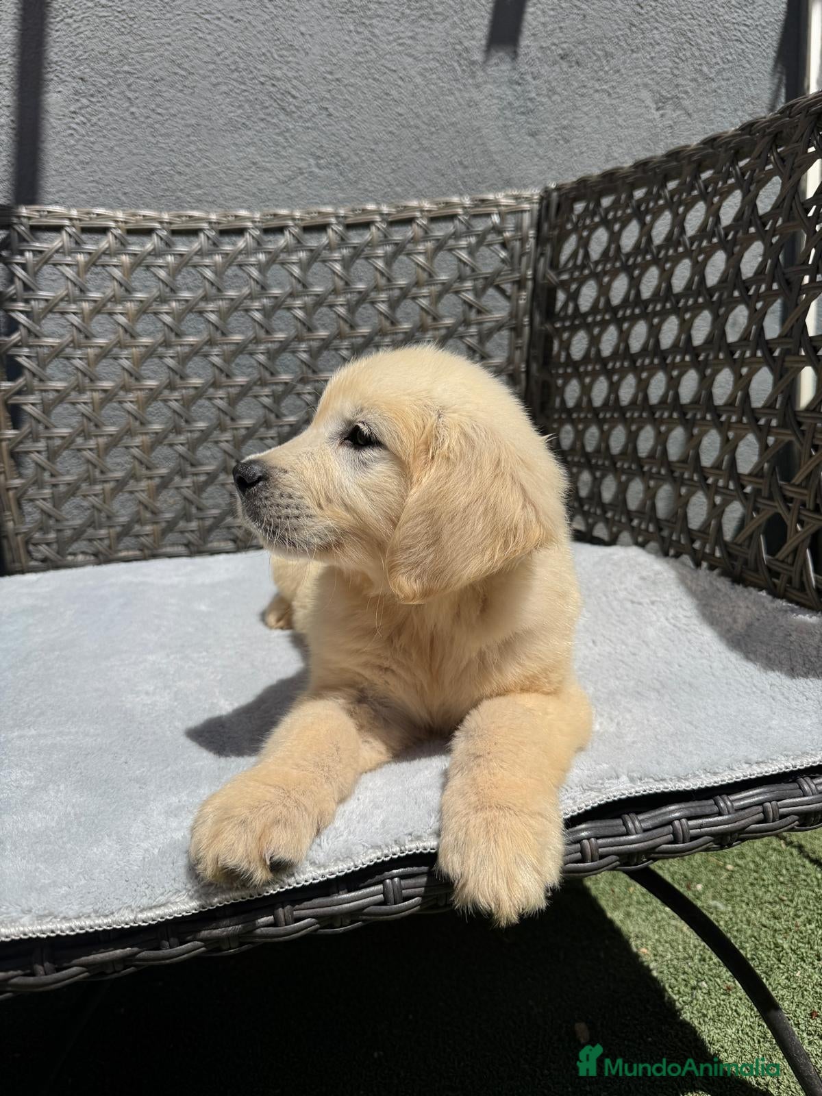 Golden Retriever perros Cachorro golden retriever - Anuncio 1