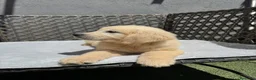 Golden Retriever perros en venta: Cachorro golden retriever - Anuncio 1