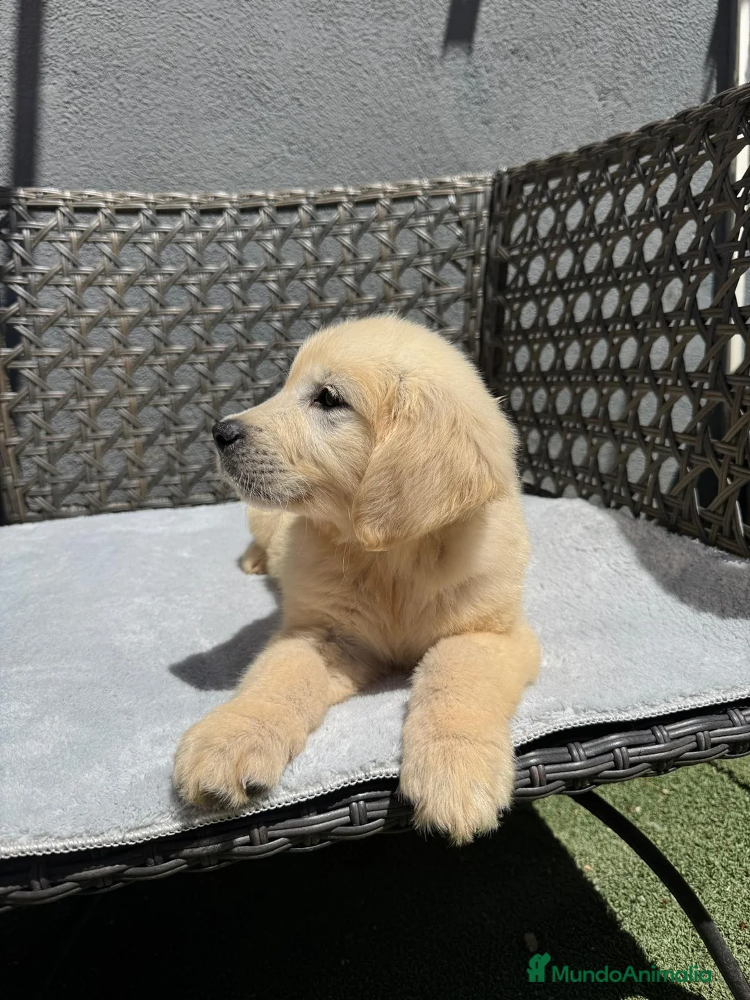 Golden Retriever perros en venta: Cachorro golden retriever - Anuncio 1