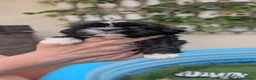 Shih Tzu perros en venta: Shih Tzu - Anuncio 1