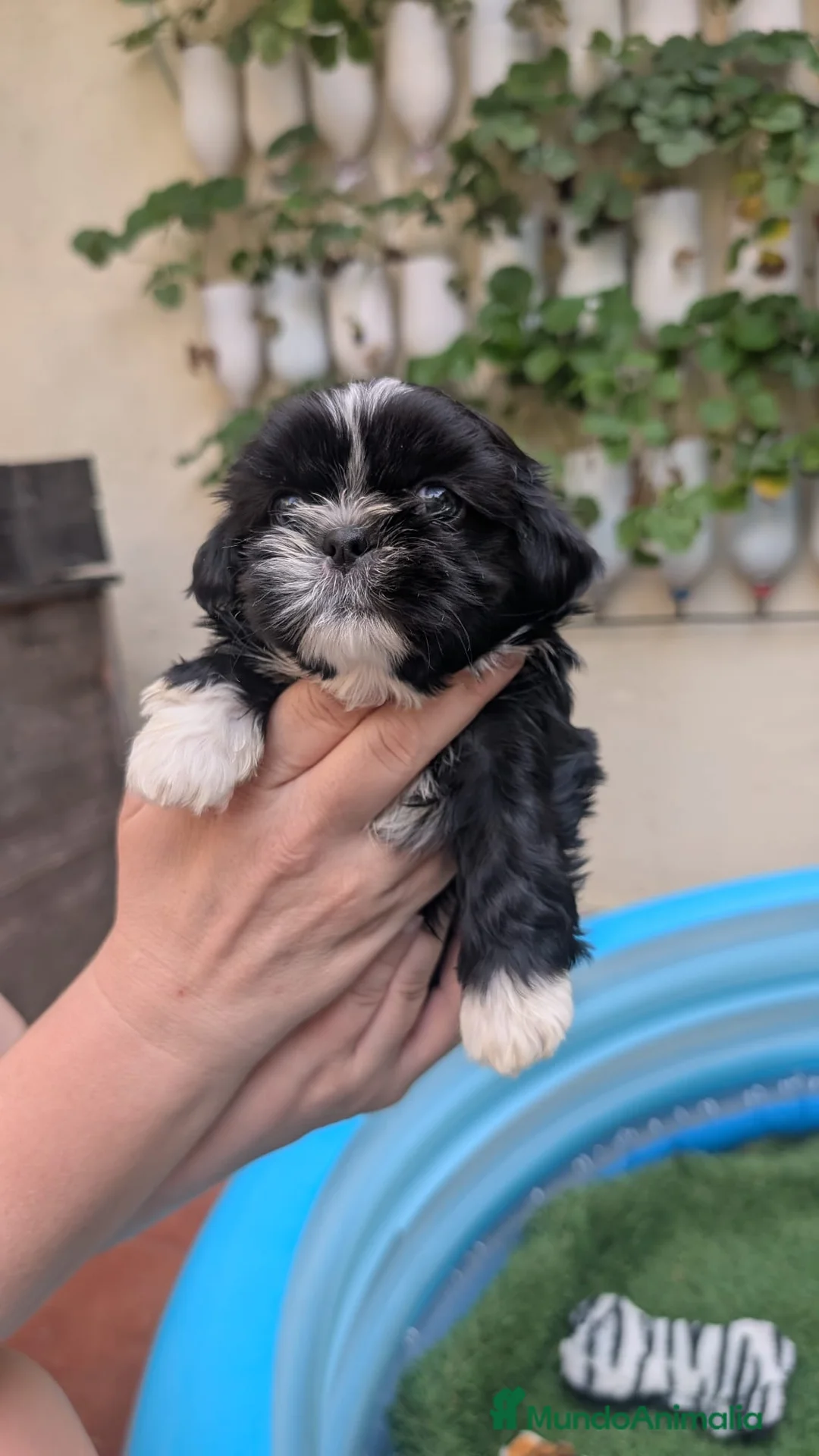Shih Tzu perros en venta: Shih Tzu - Anuncio 1