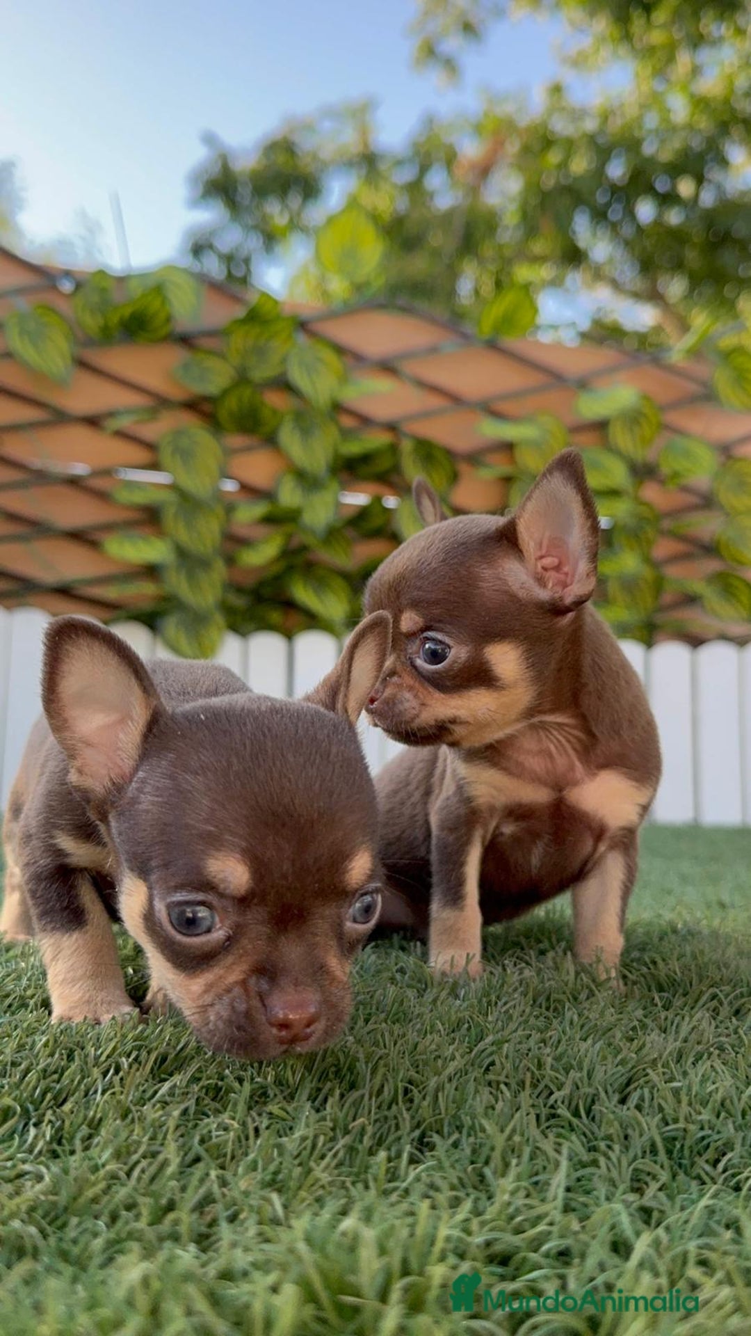 Chihuahua perros en venta: CHIHUAHUA CHOCOLATE & TAN - Imagen 11