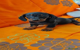 Teckel perros en venta: Cachorros teckel miniatura  - Imagen 3